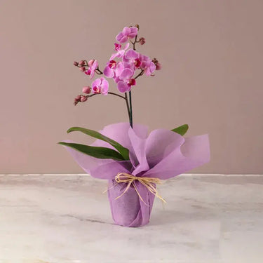 Mini Elegance, Purple Orchid, Pink Wrapping, Mini Phalaenopsis Orchid Plant